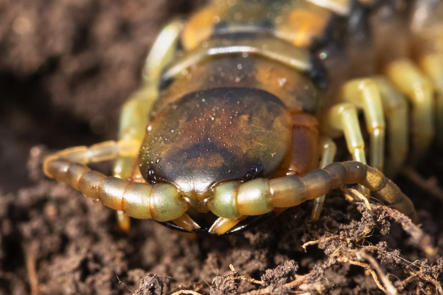 Scolopendra cingulata (Scolopendridae)